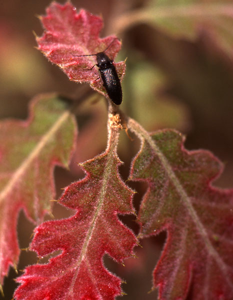 oak leaf and beetle