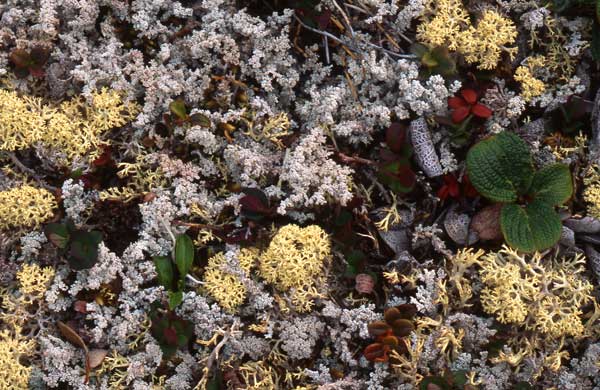 Tundra Lichens